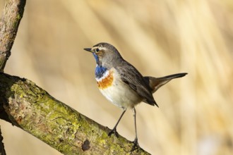 Bluethroat (Luscinia svecica cyanecula) ml Germany
