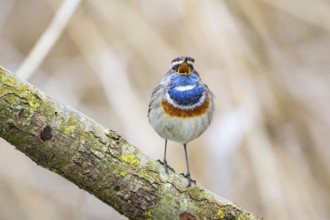 Bluethroat (Luscinia svecica cyanecula) ml Germany