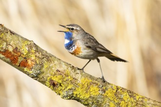 Bluethroat (Luscinia svecica cyanecula) ml Germany