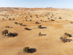 Sand dunes and camelthorn trees (Vachellia erioloba) in the Tsondab Valley in the Namib Desert.
