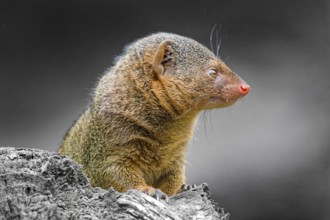 Dwarf mongoose (Helogale parvula), adult, captive, animal portrait, occurrence savannahs, light