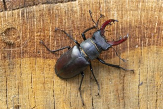 Detailed close-up of a stag beetle in its natural habitat