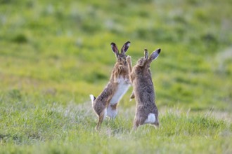European hare (Lepus europaeus) Mating season Germany