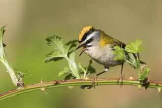 Firecrest - Sommergoldhähnchen - Regulus ignicapilla ssp. ignicapilla, Germany