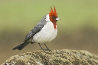 Red-crested Cardinal (Paroaria coronata), Hawaii, USA