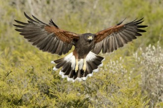Harris's Hawk (Parabuteo unicinctus) flying, Texas, USA