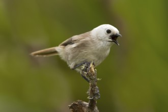 Whitehead (Mohoua albicilla) singing, Tiritiri Matangi Island, New Zealand