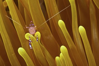 Anemonen-Partnergarnele, Ancylomenes tosaensis Tosa Anemone Shrimp, Ancylomenes tosaensis