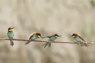 European Bee-eater (Merops apiaster), Piedmont, Italy