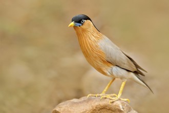 Brahminy myna or brahminy starling, Sturnia pagodarum, bird from India. Myna sitting on the stone,