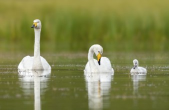 Whooper Swan (Cygnus cygnus) pair with chick, Iceland