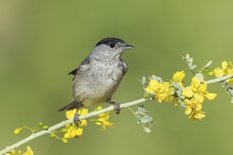 Eurasian Blackcap (Sylvia atricapilla) male, Eilat, Israel