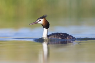 Australasian Crested Grebe (Podiceps cristatus australis), Victoria, Australia
