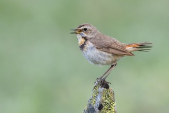 Bluethroat (Luscinia svecica svecica) female singing, Sweden