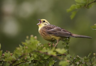 Yellowhammer (Emberiza citrinella) male singing, Mecklenburg-Western Pomerania, Germany