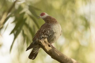 Speckled Pigeon (Columba guinea), Gambia