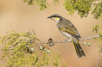 Singing Honeyeater (Gavicalis virescens), Victoria, Australia