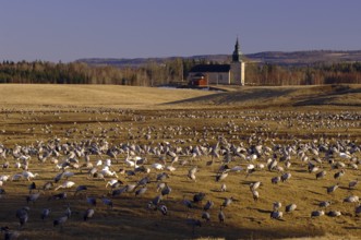 Common Crane (Grus grus), Vaestergoetland, Sweden