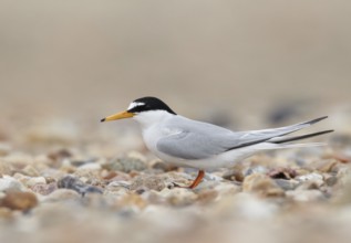 Little Tern (Sternula albifrons), Schleswig-Holstein, Germany