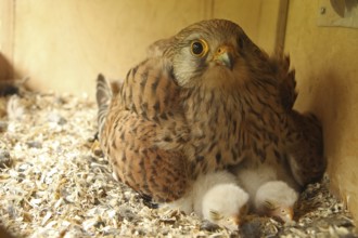 Common Kestrel (Falco tinnunculus) chick, Lower Saxony, Germany