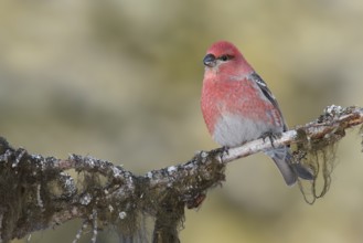 Pine Grosbeak (Pinicola enucleator) male perched on a branch, Alaska, USA