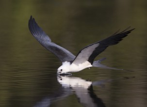 Swallow-tailed Kite (Elanoides forficatus) drinking in flight, Florida, USA