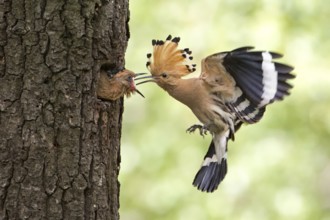 Eurasian Hoopoe (Upupa epops) feeding juvenile in breeding cavity, Saxony, Germany
