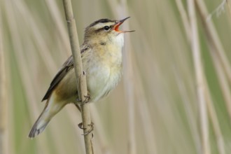 Sedge Warbler (Acrocephalus schoenobaenus) singing, Lower Saxony, Germany