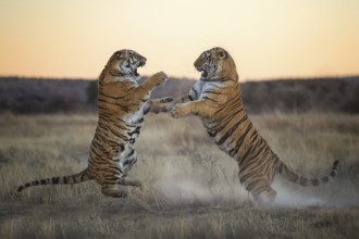 Bengal Tiger (Panthera tigris) two females fighting, captive, Philippolis, South Africa