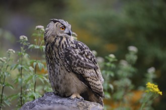 Eurasian Eagle-Owl (Bubo bubo) perched on a stone, North Rhine-Westphalia, Germany