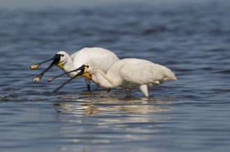 Löffler (Platalea leucorodia) White Spoonbill