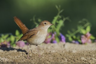 Common Nightingale (Luscinia megarhynchos) perched on the ground, Aosta Valley, Italy