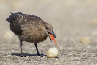 Brown (Subantarctic) Skua (Stercorarius antarcticus lonnbergi) scavenge for food near a penguin