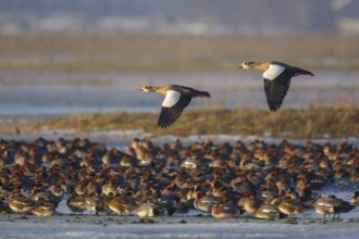Egyptian Goose & Eurasian Wigeon (Alopochen aegyptiaca & Mareca penelope) pair of Egyptian Goose in