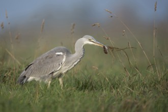 Grey Heron (Ardea cinerea) with mouse prey, North Rhine-Westphalia, Germany