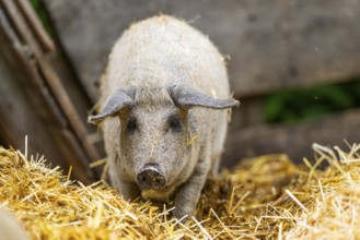 Mangalica domestic pig in the straw, Germany