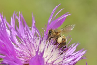 European honeybee (Apis mellifera), with pollen pellets, collecting nectar from a flower of the