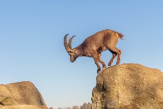 A male ibex (Capra ibex) leaps from rock to rock in the warm evening light. A blue sky can be seen