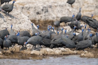 Helmeted guinea fowl (Numida meleagris), flock at the waterhole, Nxai Pan National Park, Botswana