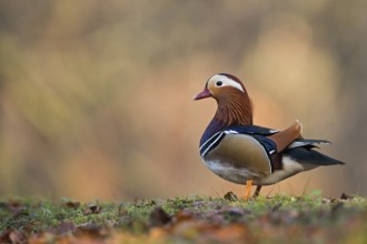 Colourful beauty... Mandarin duck (Aix galericulata), male bird, drake, most colourful and