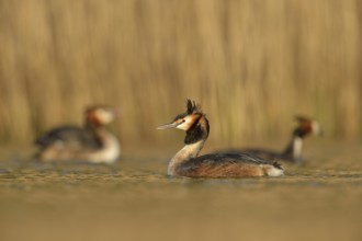 Great Crested Grebe (Podiceps Scalloped ribbonfish) in breeding plumage, breeding plumage, several,