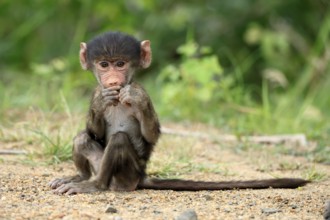 Bear baboon, Tschakma baboon (Papio ursinus), young, baby, on the ground, sitting, eating, Kruger,