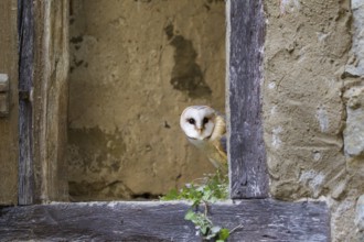 Western Barn Owl (Tyto alba), Germany