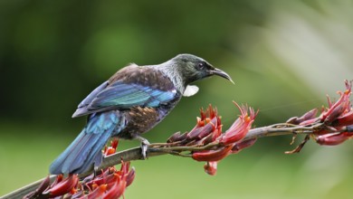 Tui (Prosthemadera novaeseelandiae), South Island, New Zealand