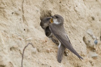 Common Sand Martin - Uferschwalbe - Riparia riparia ssp. riparia, Germany, adult and juvenile