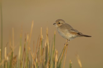 Isabelline Shrike - Isabellwürger - Lanius isabellinus ssp. isabellinus, Oman, juvenile