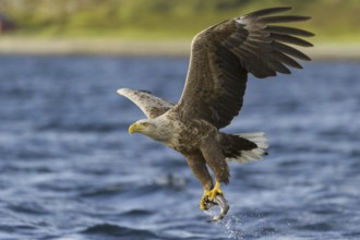White-tailed Eagle (Haliaeetus albicilla) flying, Nord-Trondelag, Norway