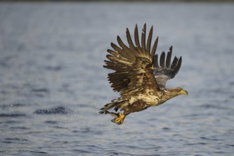 White-tailed Eagle (Haliaeetus albicilla) flying, Nord-Trondelag, Norway
