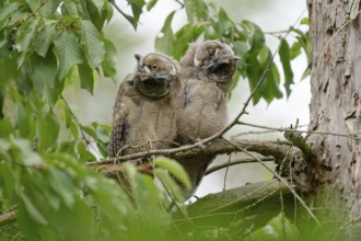 Long-eared Owl (Asio otus) young birds, Saxony, Germany