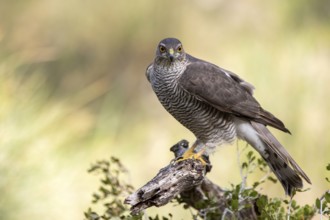 Eurasian Sparrowhawk (Accipiter nisus) female, Madrid, Spain